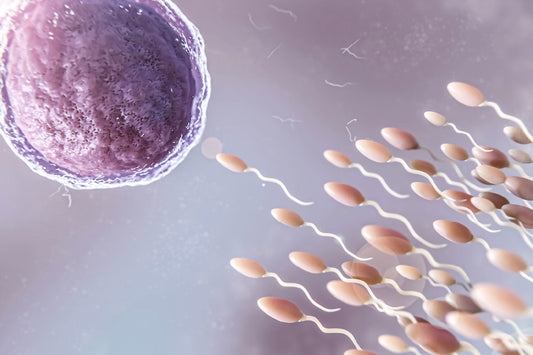 ¿Dónde comienza la vida? Lo que sucede cuando un óvulo y un espermatozoide se encuentran